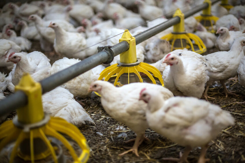 In 2025, animal feed production in France reached 18.88 million tonnes, of which just over 8 million tonnes was for the poultry sector. Photo: Diederik van der Laan