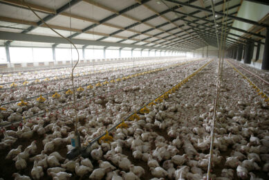 Chicken, the UK’s most consumed meat, sits at the centre of an increasingly complex debate on welfare, climate responsibility, and long-term food security. Photo: Hans Prinsen
