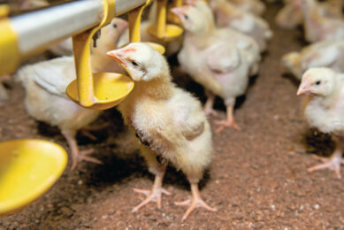 Despite encouraging signs, breed transition continues to lag far behind other aspects of the Better Chicken Commitment. Photo: Reina de Vries