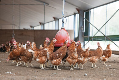Well-managed conditions promote healthier birds and improved productivity, yielding superior-quality poultry products. Photo: Peter Roek