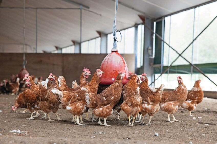 Well-managed conditions promote healthier birds and improved productivity, yielding superior-quality poultry products. Photo: Peter Roek