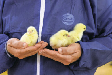 Effective IB control starts early, relies on precision, and succeeds through integration. Photo: Ceva