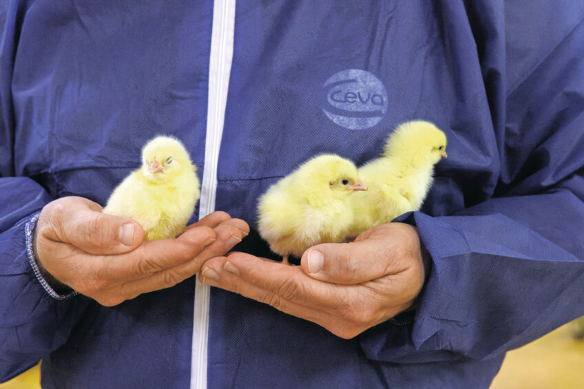 Effective IB control starts early, relies on precision, and succeeds through integration. Photo: Ceva