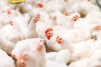 For producers practicing separate‑sex rearing, ADM's Xtract 6930 helps maintain feed efficiency and carcass quality across different diet densities while supporting flock resilience and uniformity. Photo: ADM