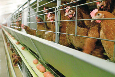 The move positions Agrova Baltics to become the first producer in the Baltic states to complete a full transition away from enriched cage systems. Photo: Michel Zoeter