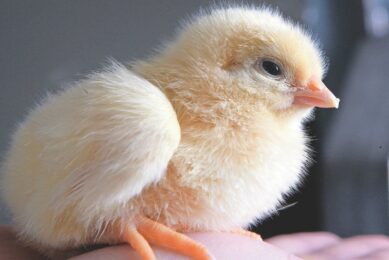 Brazil celebrated 50 years of chicken meat exports, marking its rise to the top as the world’s leading poultry meat supplier. Photo: Henk Riswick