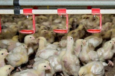 Findings from a recent study indicate that the One Welfare assessment can capture trade-offs and synergies that conventional metrics overlook. Photo: Reina de Vries