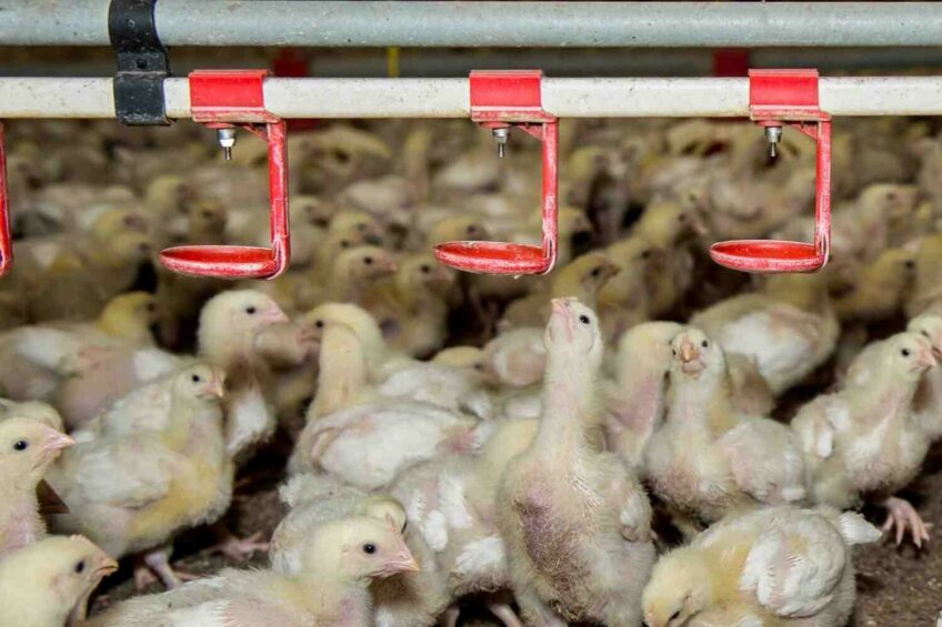 Findings from a recent study indicate that the One Welfare assessment can capture trade-offs and synergies that conventional metrics overlook. Photo: Reina de Vries