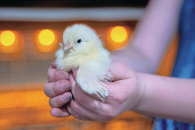 Fear responses in poultry can influence behaviour, productivity and overall welfare throughout life. Photo: Bram Becks Photography