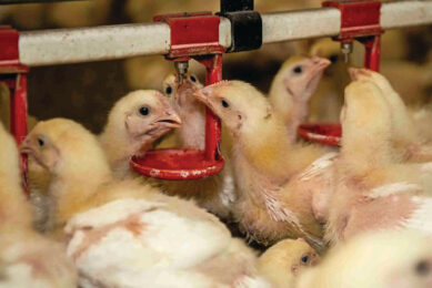 Broiler chickens at a farm in Nieuw-Weerdinge in Drenthe, the Netherlands. Photo: Reina de Vries