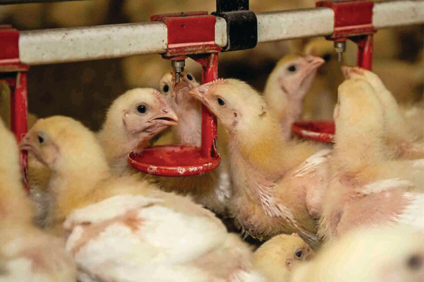 Broiler chickens at a farm in Nieuw-Weerdinge in Drenthe, the Netherlands. Photo: Reina de Vries