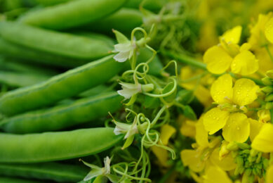 Could soybean meal could be partly or fully replaced by a combination of field peas and canola without affecting broiler growth, digestibility, or carcass traits? Image created with the help of AI (Reve)