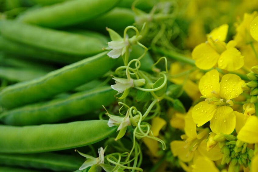 Could soybean meal could be partly or fully replaced by a combination of field peas and canola without affecting broiler growth, digestibility, or carcass traits? Image created with the help of AI (Reve)