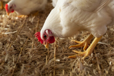UK research links BSFL to better welfare in fast-growing broilers