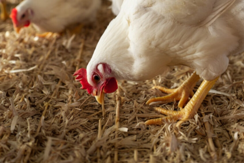 UK research links BSFL to better welfare in fast-growing broilers