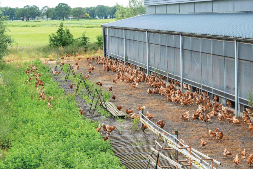 In April, Spain announced that the housing order for poultry would be lifted. Photo: Michel Velderman