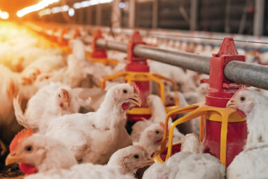 All birds will inevitably encounter coccidiosis-inducing Eimeria protozoa. That much is certain. What is less certain, and increasingly at risk, is whether your current coccidiosis management program will still work when you need it most. Photo: iStock