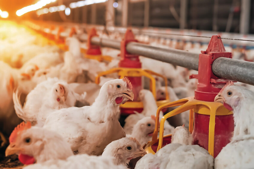 All birds will inevitably encounter coccidiosis-inducing Eimeria protozoa. That much is certain. What is less certain, and increasingly at risk, is whether your current coccidiosis management program will still work when you need it most. Photo: iStock