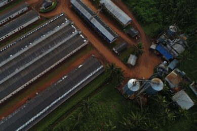 Nigeria's US$1 billion National Integrated Poultry Project aims to boost egg and broiler production while tackling feed shortages and import dependence. Image created with the help of AI (Reve)