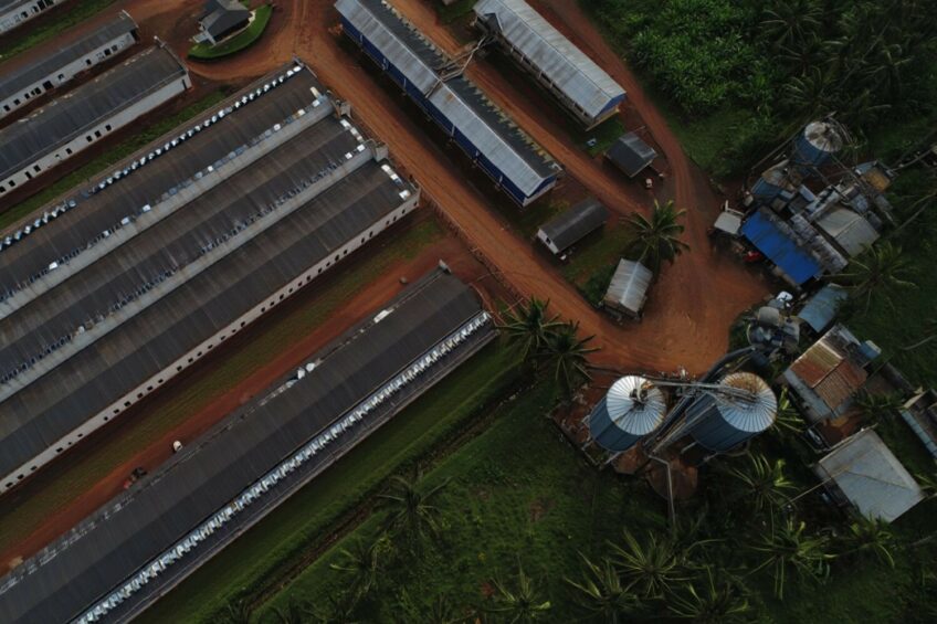 Nigeria's US$1 billion National Integrated Poultry Project aims to boost egg and broiler production while tackling feed shortages and import dependence. Image created with the help of AI (Reve)