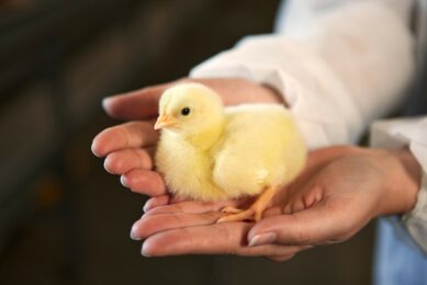 Today, poultry production is incredibly dynamic. Instead of looking at nutrition, health, and technology in isolation, we need to connect science, expertise, and digital tools across the entire value chain. Photos: Cargill Animal Health & Nutrition