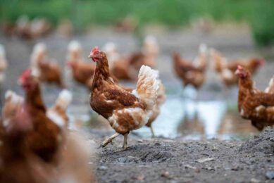 NFU Poultry board chair Will Raw said that while it is a huge relief that the risk of disease incursion has been reduced, it is important to note that the risk has not completely gone away. Photo: Mark Pasveer