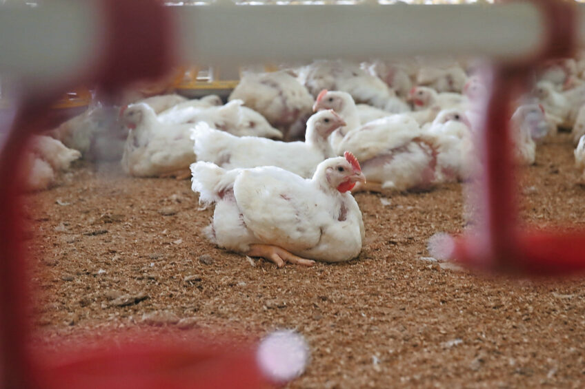 In Poland's poultry-dense Mazowieckie region, veterinary records indicate more than 600 large farms, while climate ministry data lists only 261. Photo: Hans Prinsen