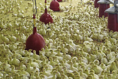 Turkey consumption in Russia reached 2.9 kg per capita last year and is projected to double over the next decade. Photo: Marcel van Hoorn