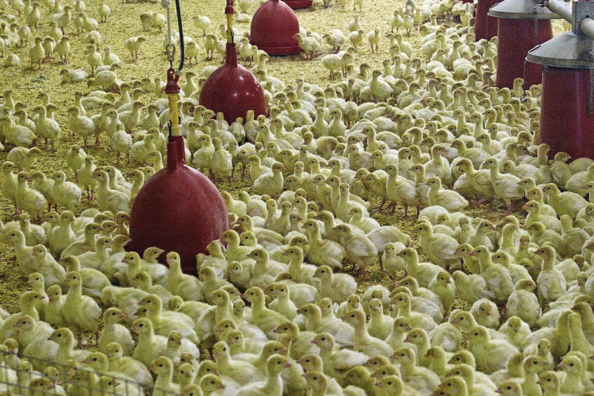 Turkey consumption in Russia reached 2.9 kg per capita last year and is projected to double over the next decade. Photo: Marcel van Hoorn
