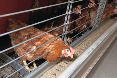 The Strait of Hormuz blockade continues to cause major feed shortages in the UAE. Photo: Koos Groenewold