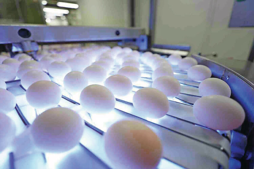 Ukraine is continuing to expand egg exports. Image created with the help of AI (Reve)