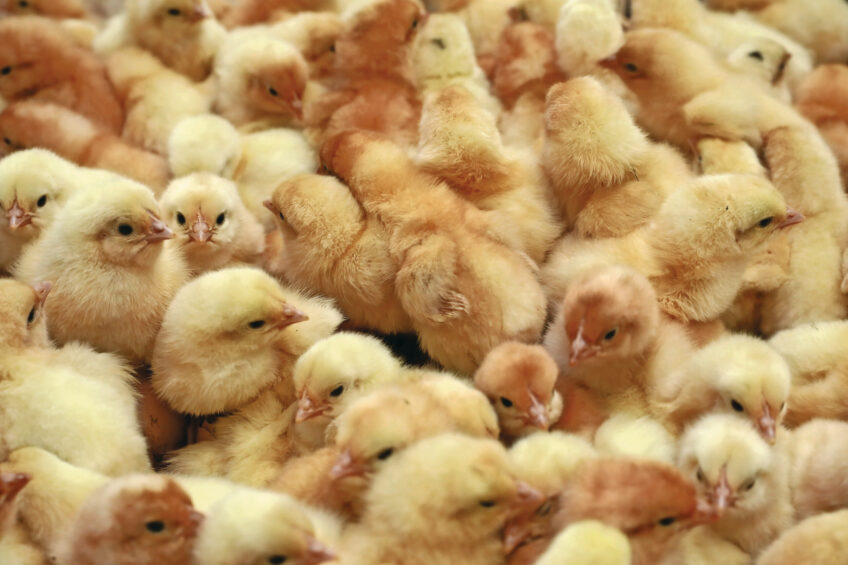 Long-term deviations from an eggshell temperature of 100°F result in reduced hatchability and chick quality. Photo: Henk Riswick