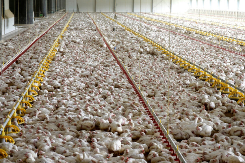 It has been reported that UK agriculture is responsible for 89% of national ammonia emissions, however, Richard Griffiths, CE of the British Poultry Council, has pointed to the ‘strict and robust’ regulations controlling emissions in the UK poultry meat sector. Photo: Hans Prinsen