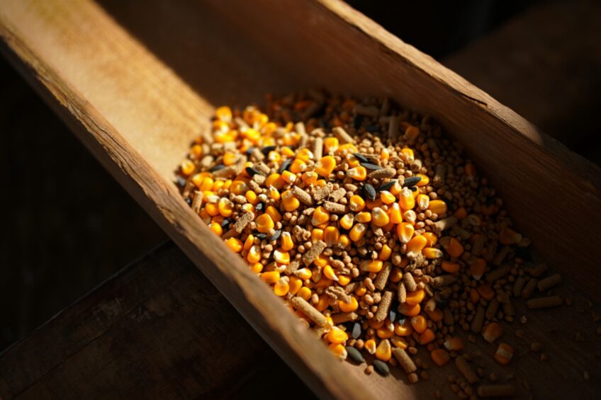 Russia explores irradiated feed to support poultry production in the Arctic