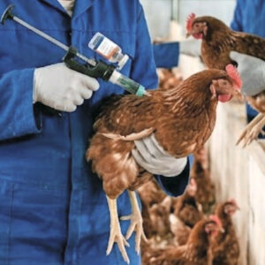 The government is working together with the poultry sector on a plan to make vaccination against avian influenza mandatory for laying hen farms. Image created with the help of AI.