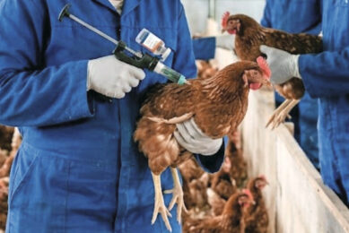 The government is working together with the poultry sector on a plan to make vaccination against avian influenza mandatory for laying hen farms. Image created with the help of AI.