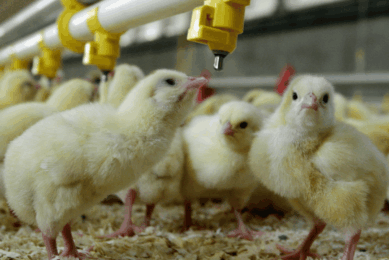 Study identifies H5 mutations that affect poultry vaccine performance