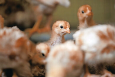 Rising feed costs have reportedly forced Iranian farmers to market millions of chicks earlier than planned. Photo: Boerderij Redacteur