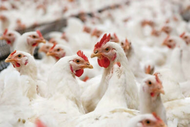 Coccidiosis occurs when broil er chickens in gest Eimeria oocysts from the environment through litter, feed or water. Photo: Bart Nijs