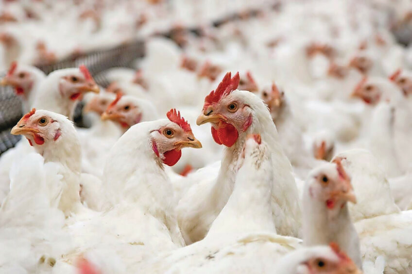 Coccidiosis occurs when broil er chickens in gest Eimeria oocysts from the environment through litter, feed or water. Photo: Bart Nijs