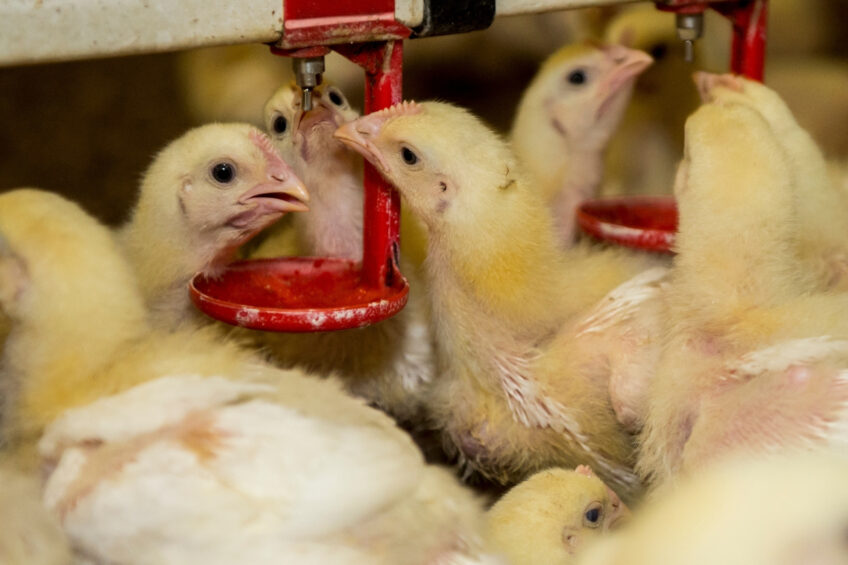 France’s broiler sector sets 2035 responsibility roadmap