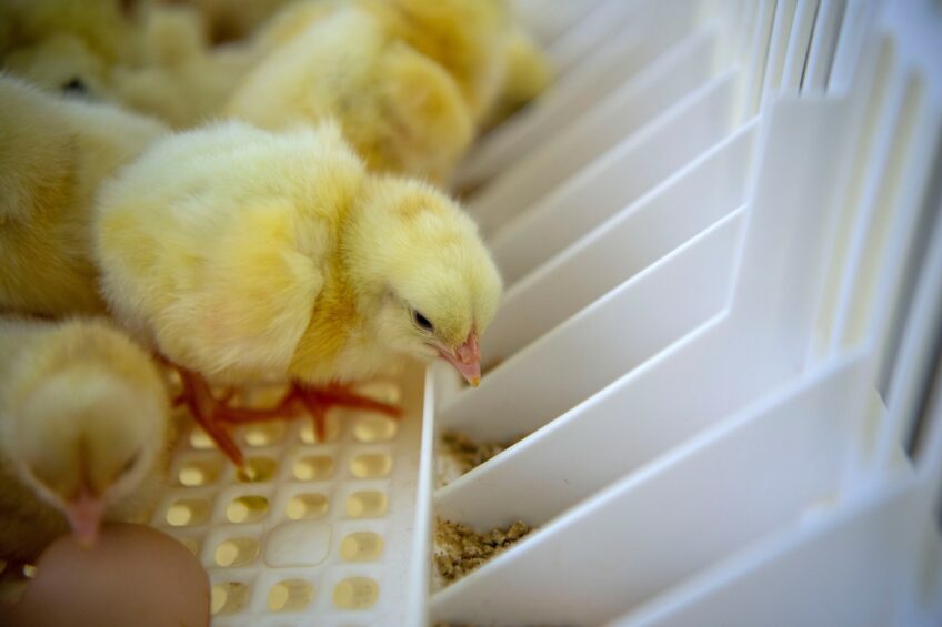 Joice & Hill halted all chick deliveries from 13 April and removed 2 weeks of production from its incubators to allow for a full clean and disinfection. Photo: Mark Pasveer