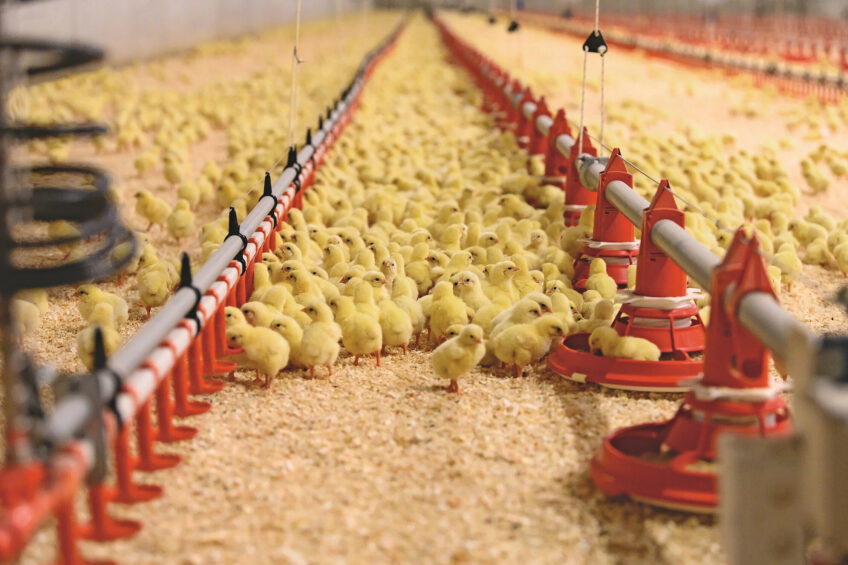 S. Infantis is ranked as the fourth leading Salmonella serovar causing human salmonellosis in Europe. It became dominant in broiler flocks, accounting for 57% of isolates from broiler meat. Photos: Huvepharma
