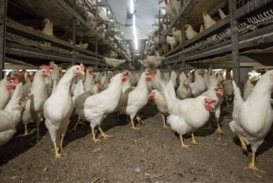 The pilot scheme will be carried out on selected poultry farms in Verona and Mantua, with vaccinations initially aimed at laying hens and turkeys raised for meat production, which are regarded as being at higher risk. Photo: Koos Groenewold