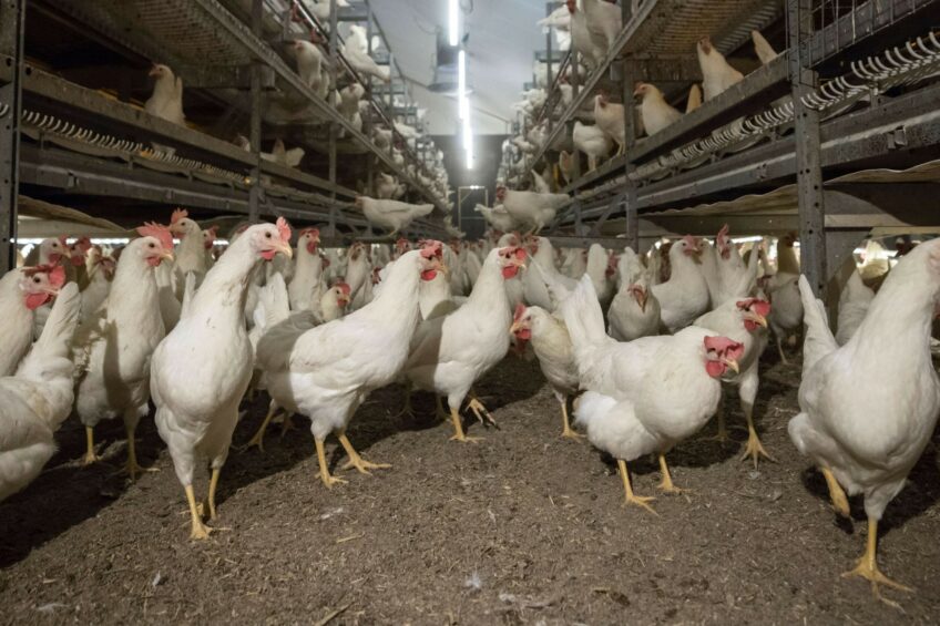 The pilot scheme will be carried out on selected poultry farms in Verona and Mantua, with vaccinations initially aimed at laying hens and turkeys raised for meat production, which are regarded as being at higher risk. Photo: Koos Groenewold