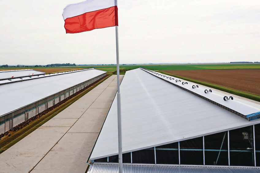 The Polish national poultry council KRD-IG: “The Polish poultry sector constitutes one of the pillars of the country’s food security and of food exports within the EU, and operates under one of the most stringent regulatory systems in the world. Image created with the help of AI (Reve)
