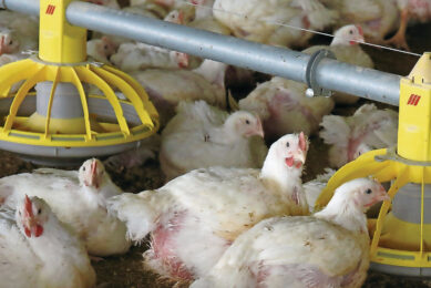In the first few months of 2026, Russia's leading poultry-producing regions recorded sharp declines in broiler meat production. Photo: Hans Prinsen