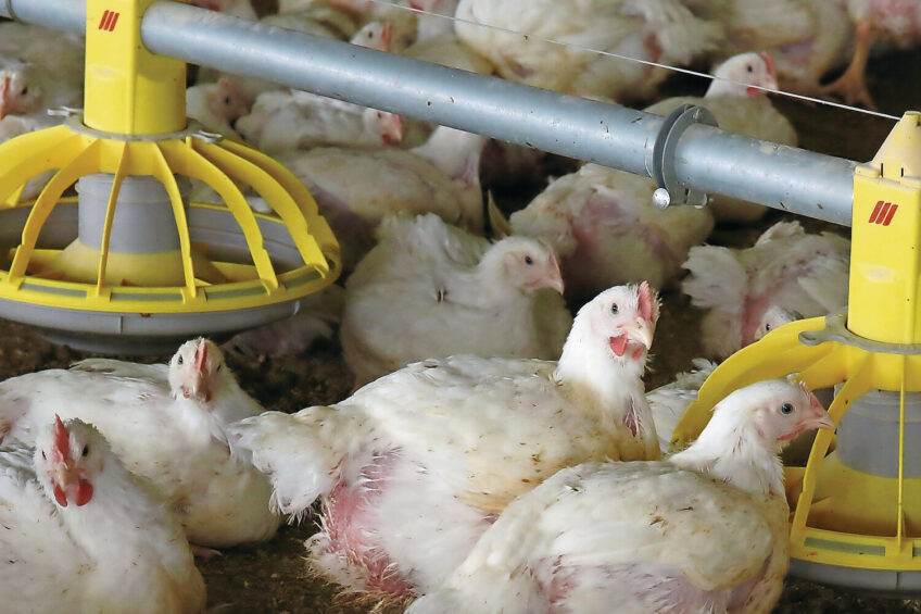 In the first few months of 2026, Russia's leading poultry-producing regions recorded sharp declines in broiler meat production. Photo: Hans Prinsen