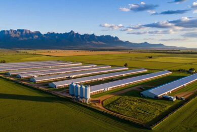 South Africa's poultry sector has recorded growth under the Poultry Masterplan, with more than R2.1 billion (about US$126 million) invested across the industry between 2019 and 2025. Image created with the help of AI (Reve)