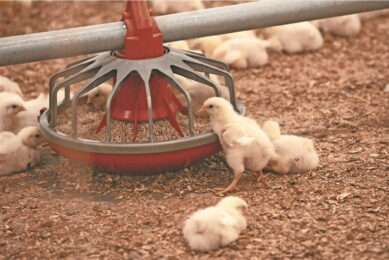 If a supply chain disruption occurs, and broilers don’t get the required supplementation, the growth rate slows and time to market increases. Photo: Henk Riswick